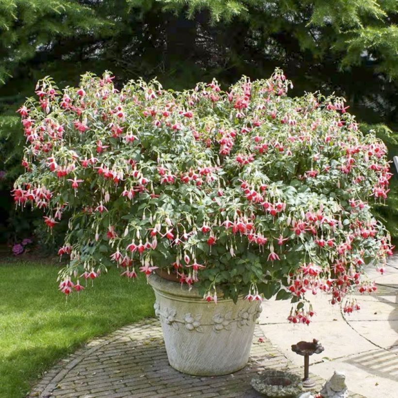 Fuchsia Celia Smedley - Bellenplant (Plant habit)