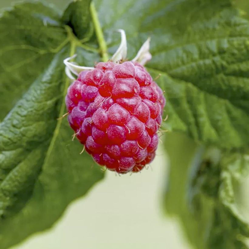 Dwergframboos Lucky Berry (doordragend) (Oogst)