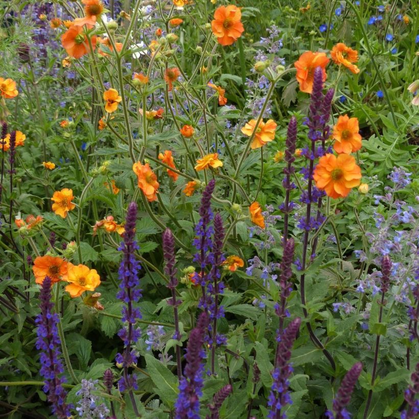 3 Onmisbare vaste planten voor de zomer (Bloei)