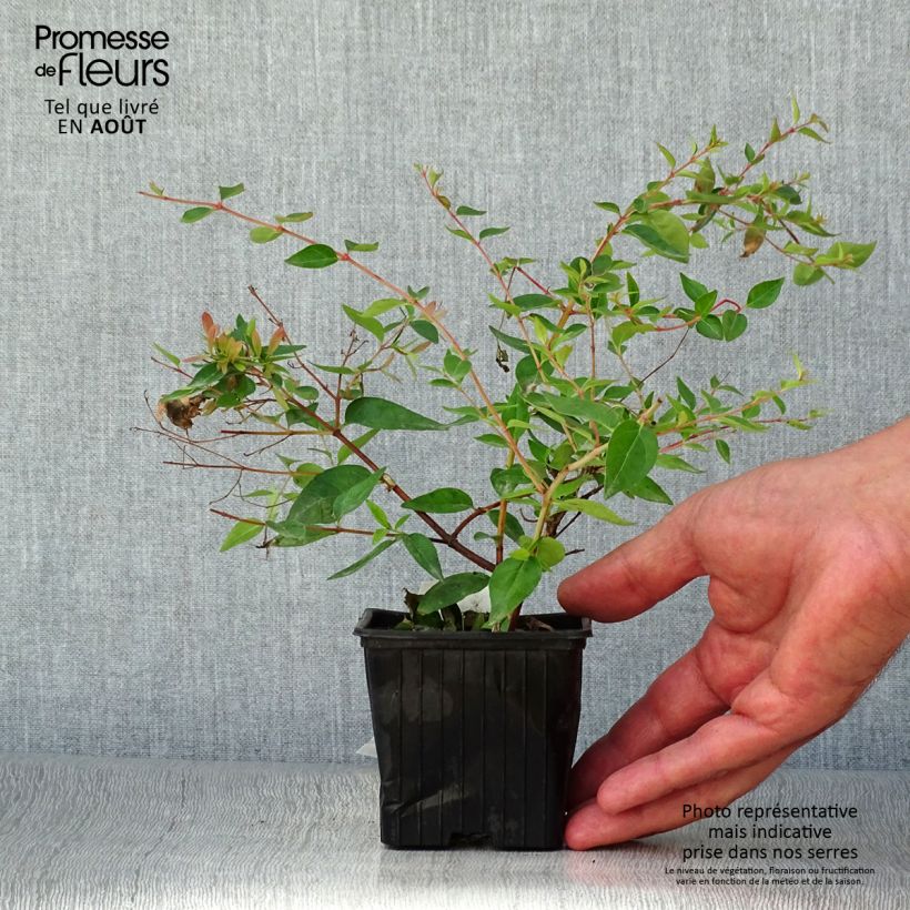 Exemplaar van Abelia Edward Goucher - Glanzende abelia Kweekpotje van 8/9 cm zoals geleverd in de zomer