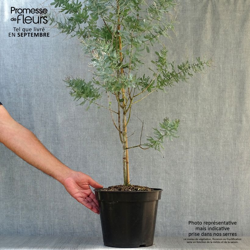 Exemplaar van Acacia baileyana Songlines® - Mimosa Pot van 6 l/7 l zoals geleverd in de herfst