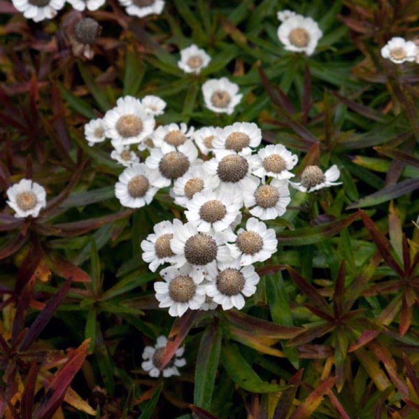 Achillea ptarmica Nana Compacta - Wilde bertram (Plant habit)