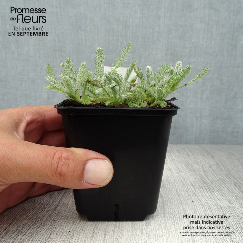 Exemplaar van Achillea tomentosa Aurea - Duizendblad Kweekpotje van 8/9 cm zoals geleverd in de herfst