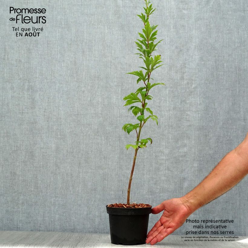 Exemplaar van Aconitum carmichaelii (zaad) - Monnikskap Pot van 2 l/3 l zoals geleverd in de zomer