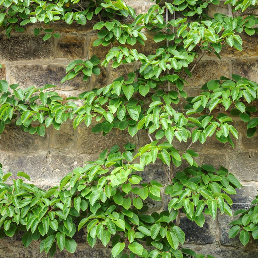 Kiwibes  - Actinidia arguta Romeo (mannelijk) (Groeiplaats)