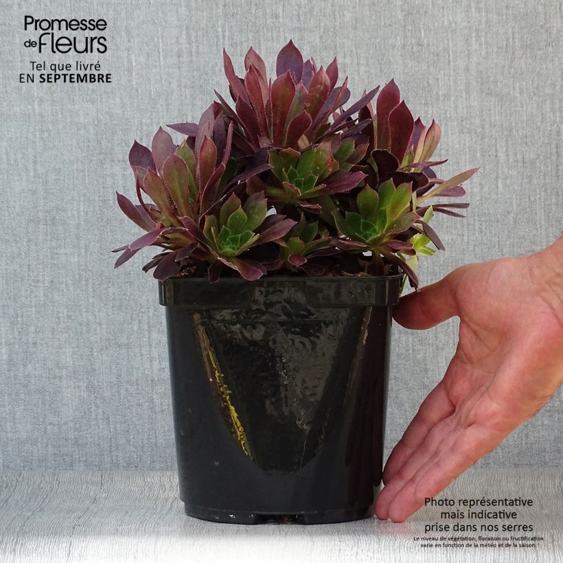 Example of Aeonium arboreum Du Rozzen - Aéonium en arbre Pot van 3 l/4 l as you get in automne