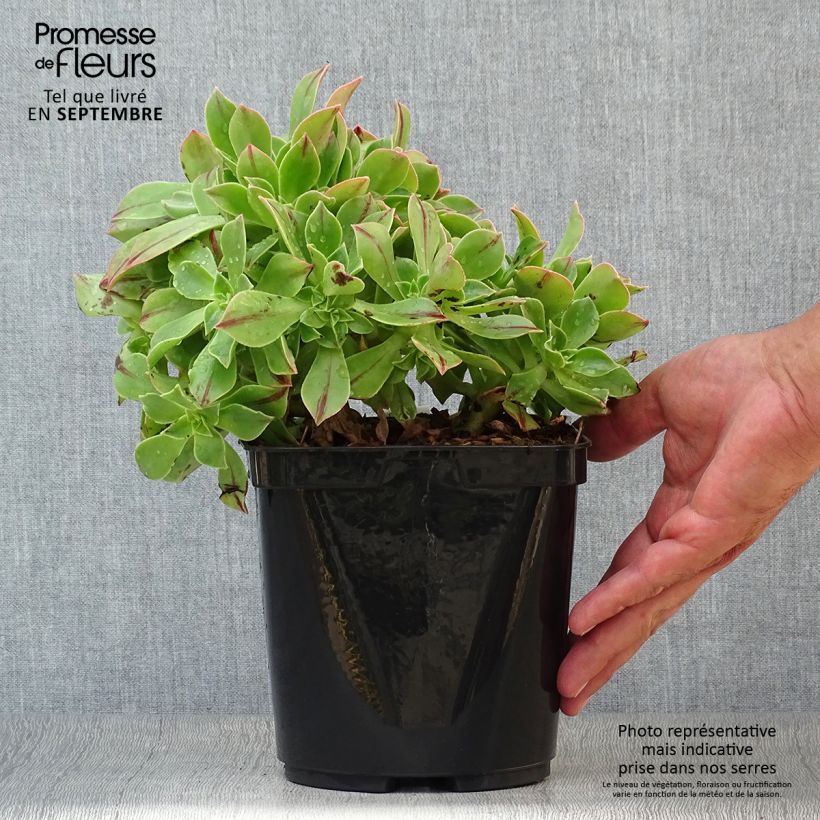 Exemplaar van Aeonium leucoblepharum Yemen - Red Stripe Pot van 3 l/4 l zoals geleverd in de herfst