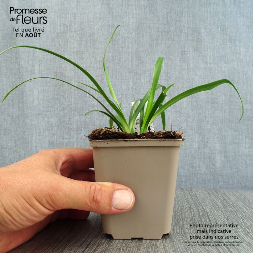Exemplaar van Agapanthus  Ever White - Afrikaanse lelie Kweekpotje van 8/9 cm zoals geleverd in de zomer