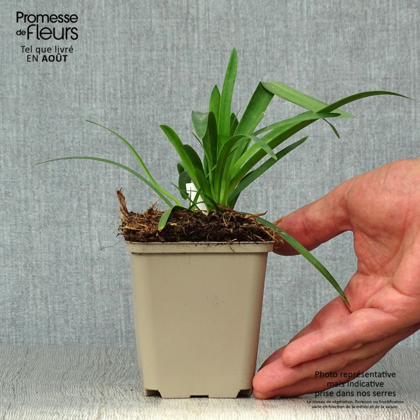 Exemplaar van Agapanthus Thumbelina - Afrikaanse lelie Kweekpotje van 8/9 cm zoals geleverd in de zomer