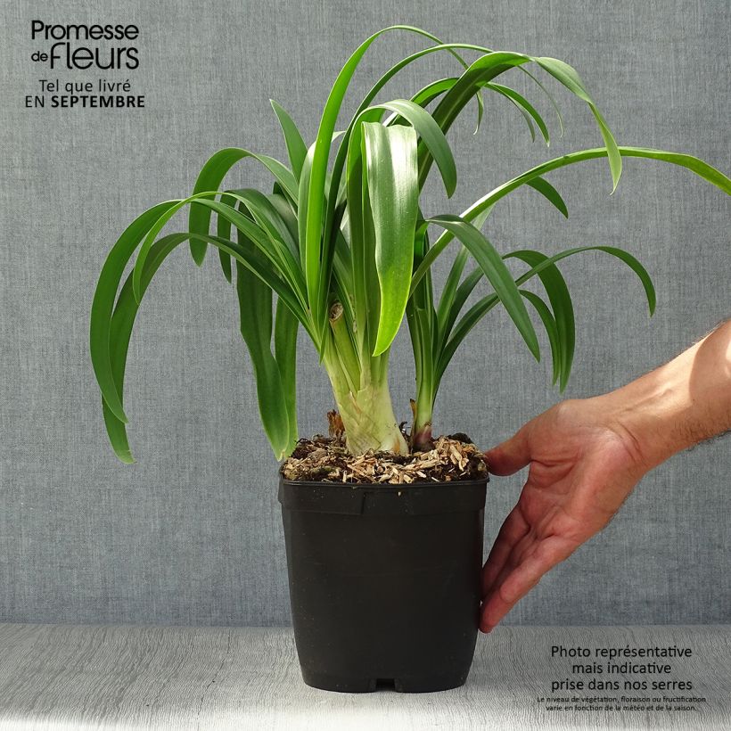 Exemplaar van Agapanthus Vallée de l'Authion - Afrikaanse lelie Pot van 2 l/3 l zoals geleverd in de herfst