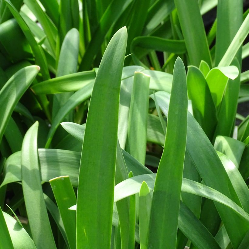 Agapanthus Vallée de la Sarthe - Afrikaanse lelie (Foliage)