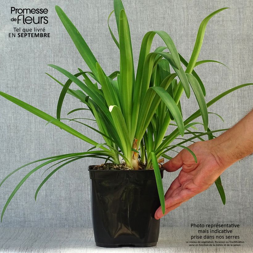 Exemplaar van Agapanthus Vallée de la Sarthe - Afrikaanse lelie Pot van 2 l/3 l zoals geleverd in de herfst
