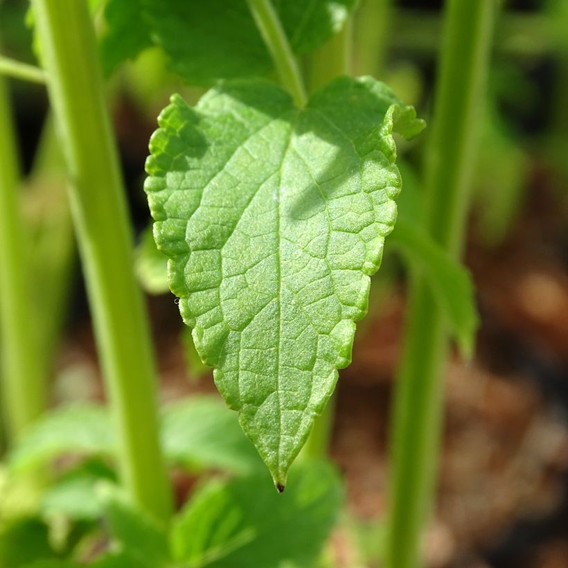 Agastache rugosa Alabaster - Koreaanse munt (Foliage)