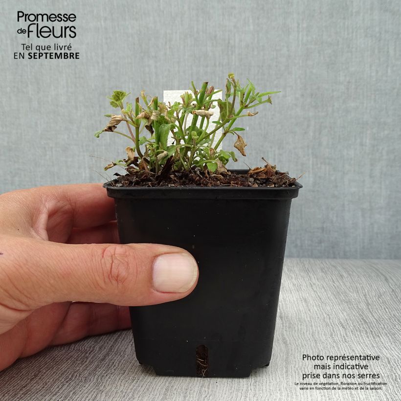 Exemplaar van Agastache Apricot Sprite - Dropplant Kweekpotje van 8/9 cm zoals geleverd in de herfst