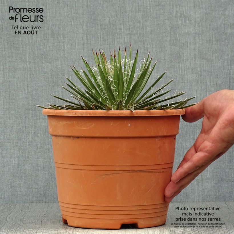 Exemplaar van Agave filifera Pot van 1,5 l/2 l zoals geleverd in de zomer