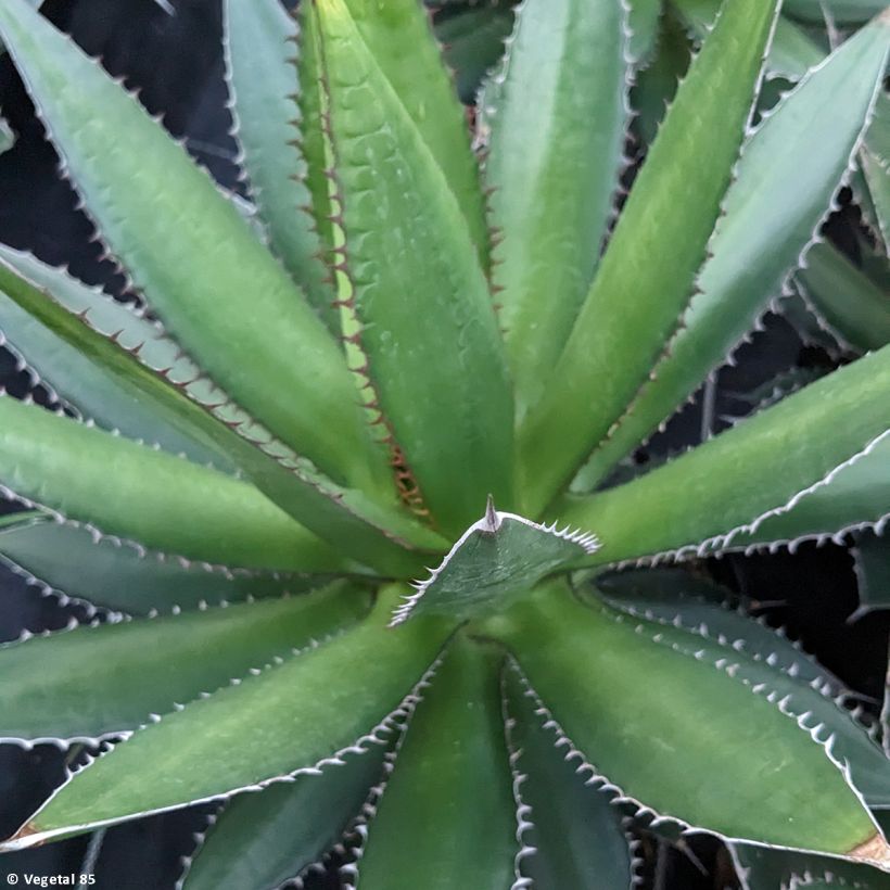 Agave horrida (Blad)