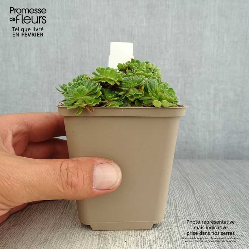 Exemplaar van Androsace sarmentosa - Rotsjasmijn Kweekpotje van 8/9 cm zoals geleverd in de herfst