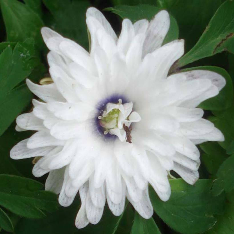 Anemone nemorosa Blue Eyes - Bosanemoon (Bloei)