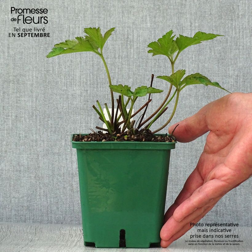 Exemplaar van Anemone tomentosa Robustissima - Herfstanemoon Pot van 1,5 l/2 l zoals geleverd in de herfst