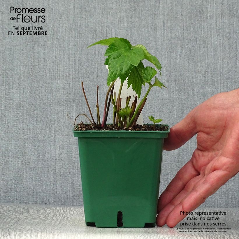 Exemplaar van Anemone Whirlwind - Herfstanemoon Pot van 1,5 l/2 l zoals geleverd in de herfst