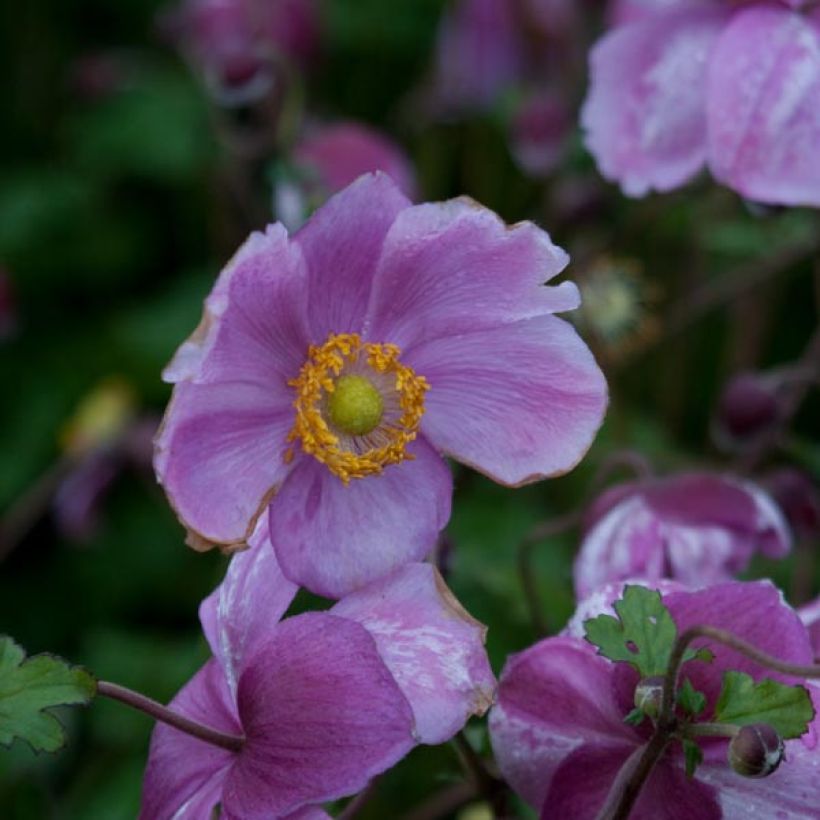 Anemone Rosenschale - Herfstanemoon (Flowering)