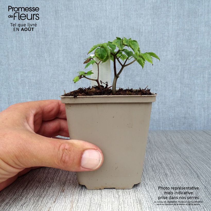 Exemplaar van Anemonopsis macrophylla - Schijnanemoon Kweekpotje van 8/9 cm zoals geleverd in de zomer