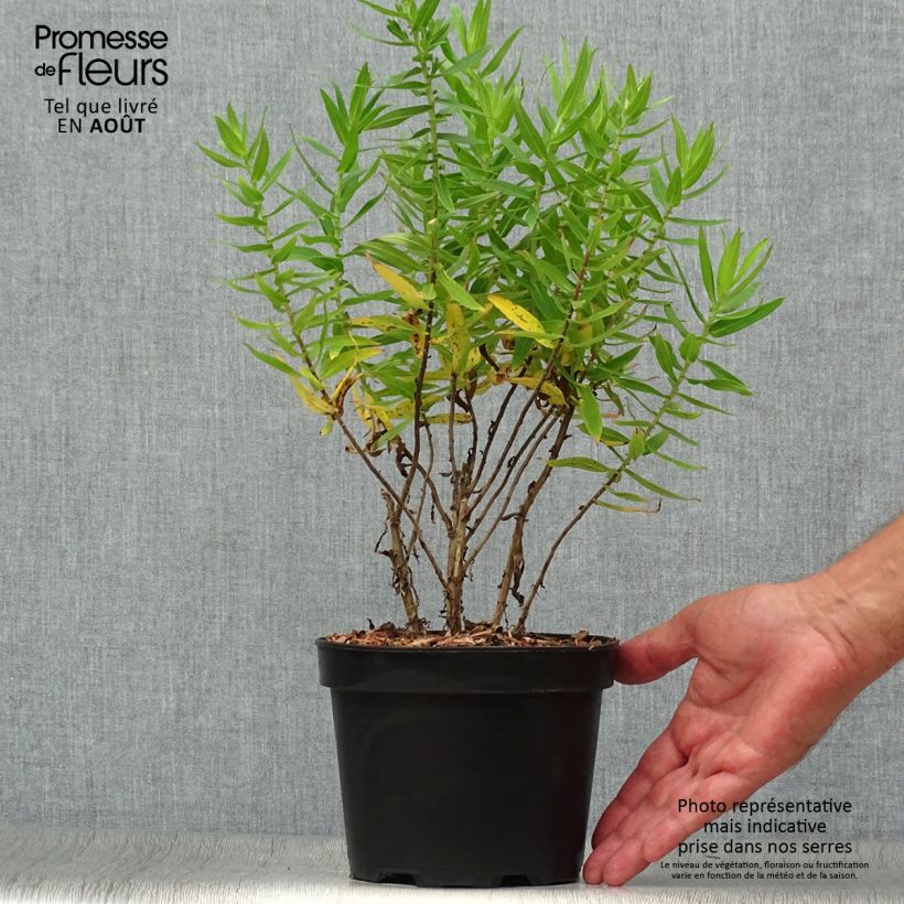 Exemplaar van Aster novae-angliae Andenken an Alma Pötschke - Nieuw-Engelse aster Pot van 2 l/3 l zoals geleverd in de zomer