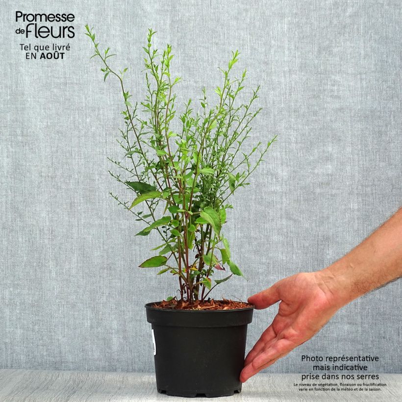 Exemplaar van Aster ageratoides Ezo Murasaki - Japanse dwergaster Pot van 2 l/3 l zoals geleverd in de zomer