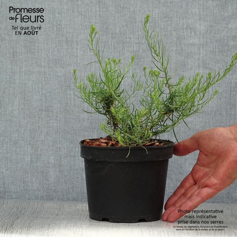 Exemplaar van Aster linosyris - Kalkaster Pot van 2 l/3 l zoals geleverd in de zomer