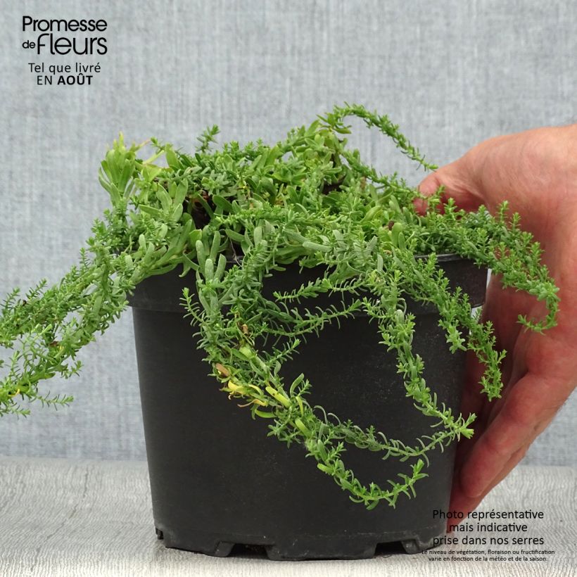 Exemplaar van Aster ericoïdes f. prostratus Snow Flurry - Septemberkruid Pot van 2 l/3 l zoals geleverd in de zomer