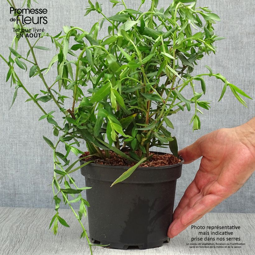 Exemplaar van Aster novi-belgii White Lady - Nieuw-Nederlandse aster Pot van 2 l/3 l zoals geleverd in de zomer