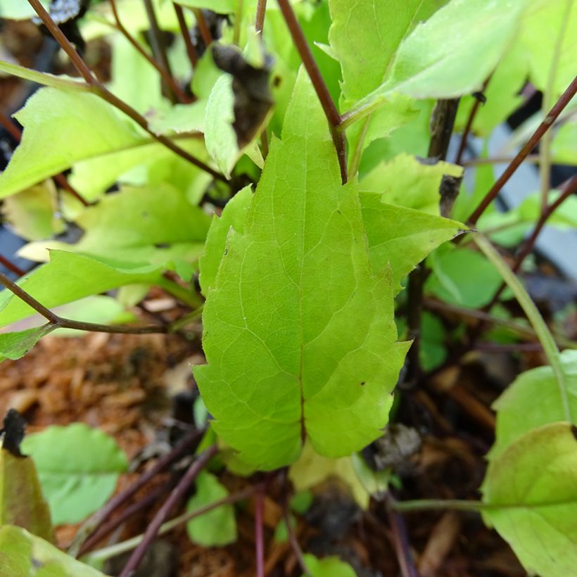 Aster tradescantii - Noord-Amerikaanse bosaster (Foliage)