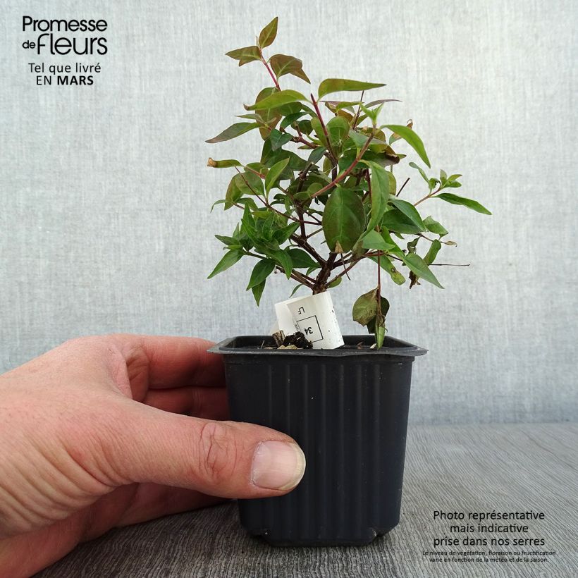 Example of Abelia Edward Goucher - Glanzende abelia Kweekpotje van 8/9 cm as you get in hiver