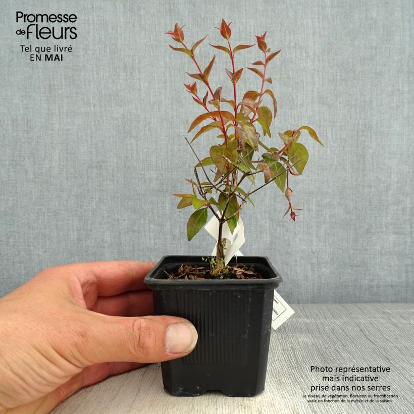 Exemplaar van Abelia Edward Goucher - Glanzende abelia Kweekpotje van 8/9 cm zoals geleverd in de lente