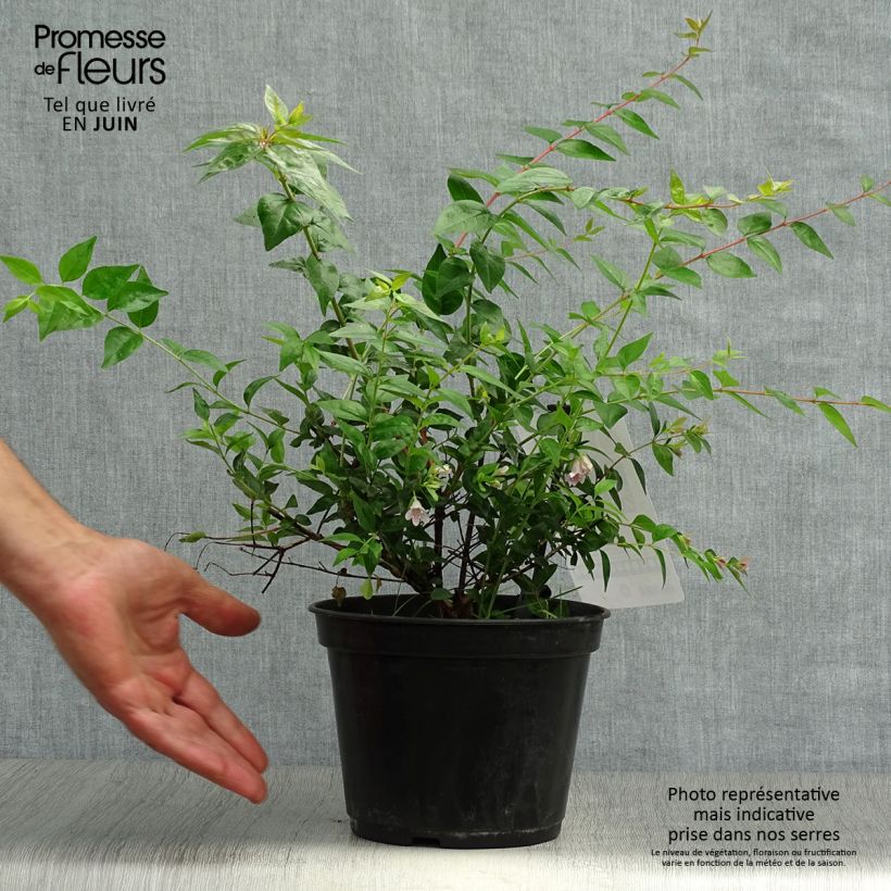 Exemplaar van Abelia Edward Goucher - Glanzende abelia Pot van 1 l/1,5 l zoals geleverd in de zomer