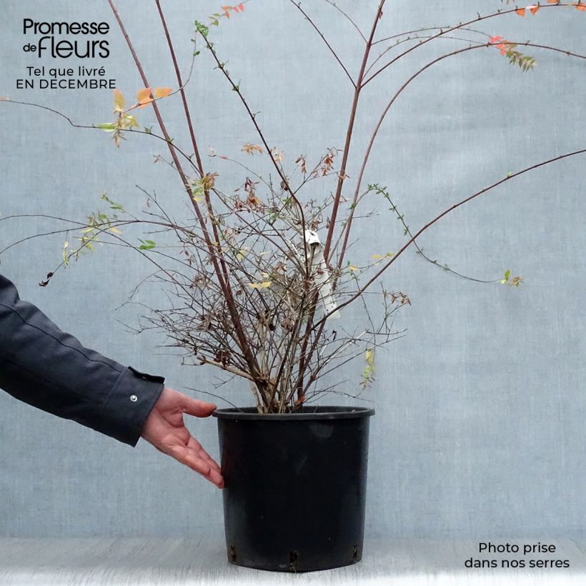 Example of Abelia Edward Goucher - Glanzende abelia Pot van 7,5 l/10 l as you get in hiver