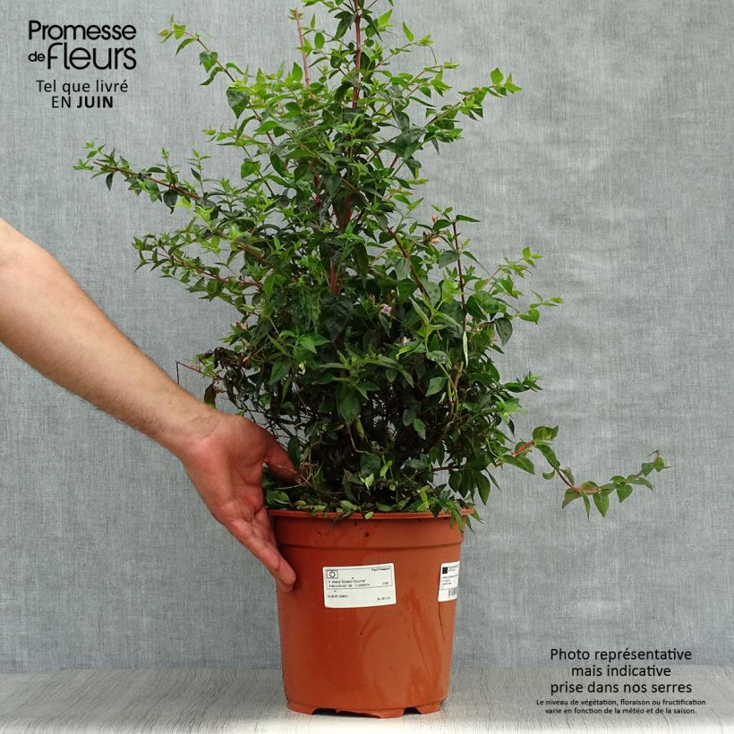 Exemplaar van Abelia Edward Goucher - Glanzende abelia Pot van 7,5 l/10 l zoals geleverd in de zomer