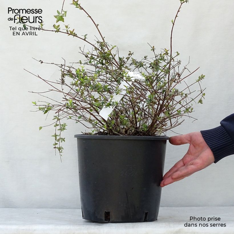 Exemplaar van Abelia Edward Goucher - Glanzende abelia Pot van 7,5 l/10 l zoals geleverd in de lente
