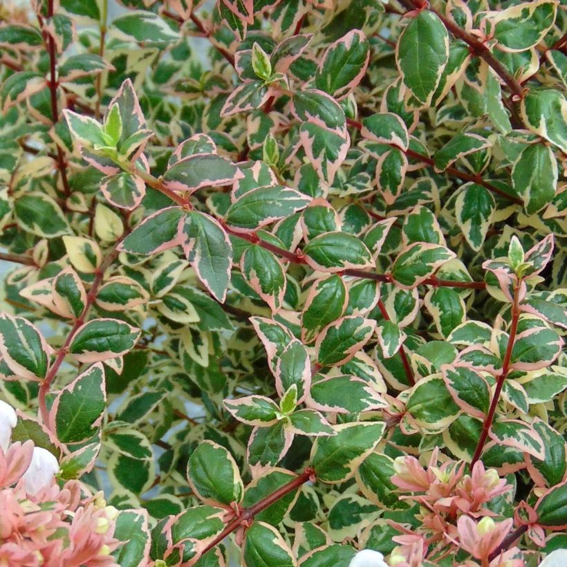 Abelia Magic Daydream - Glanzende abelia (Foliage)
