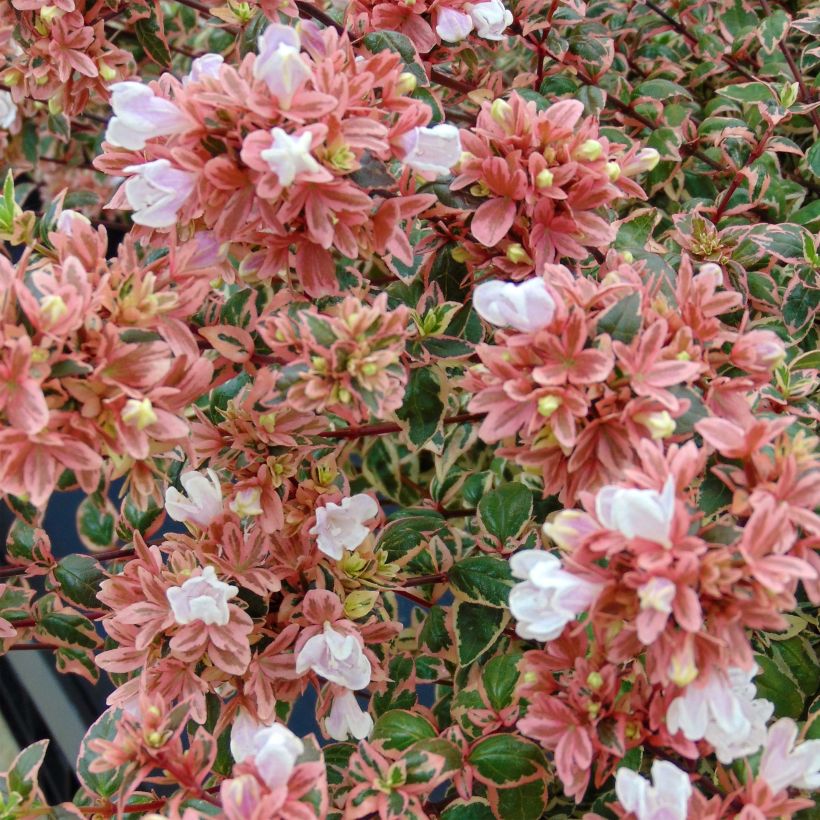 Abelia Magic Daydream - Glanzende abelia (Flowering)
