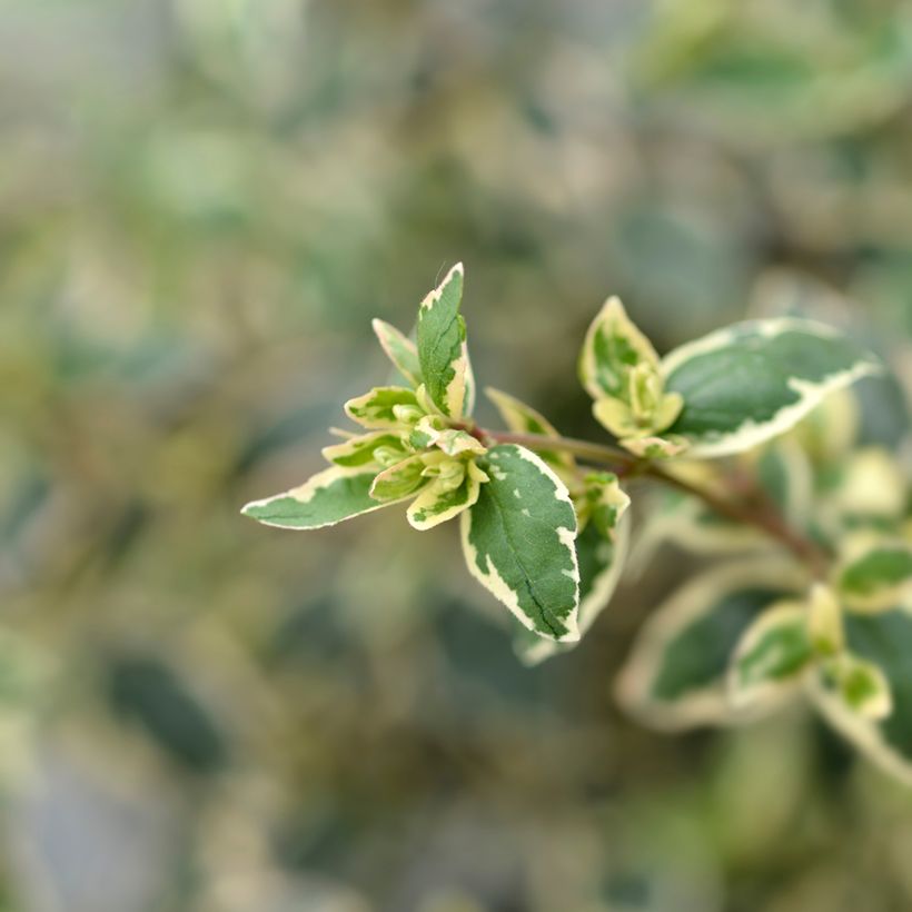 Glanzende abelia Magic Daydream (Blad)