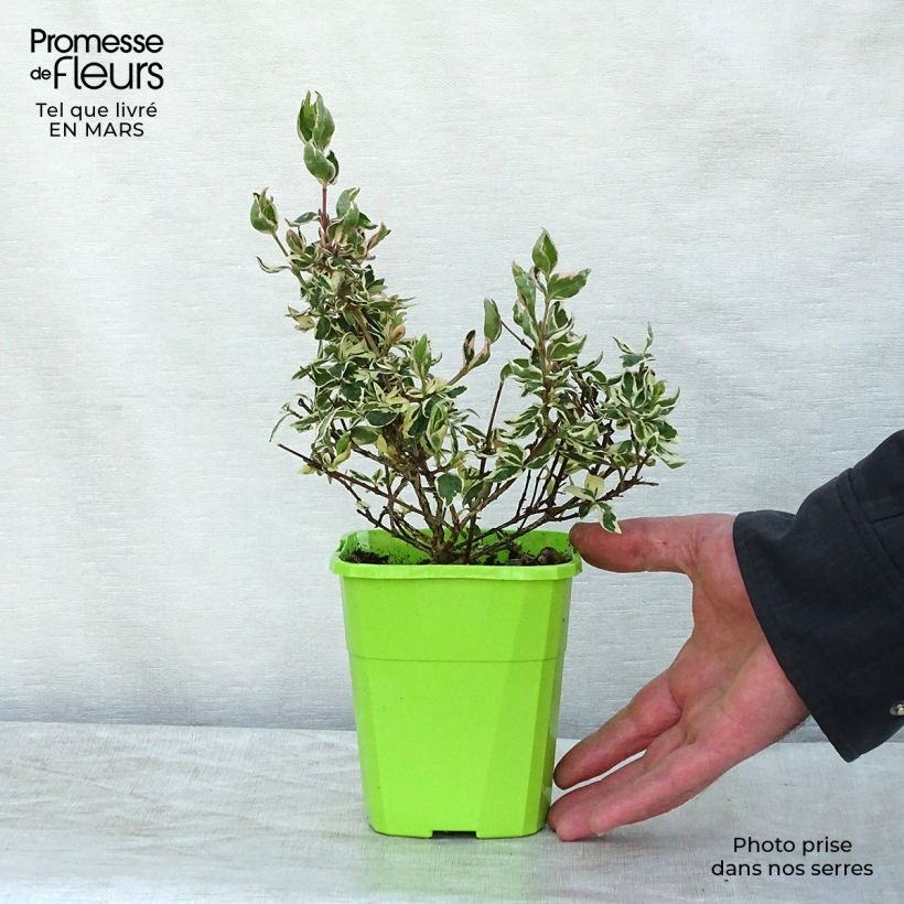 Example of Abelia Magic Daydream - Glanzende abelia Kweekpotje van 8/9 cm as you get in hiver