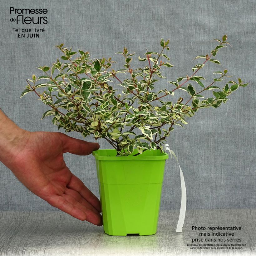 Exemplaar van Glanzende abelia Magic Daydream Kweekpotje van 8/9 cm zoals geleverd in de zomer