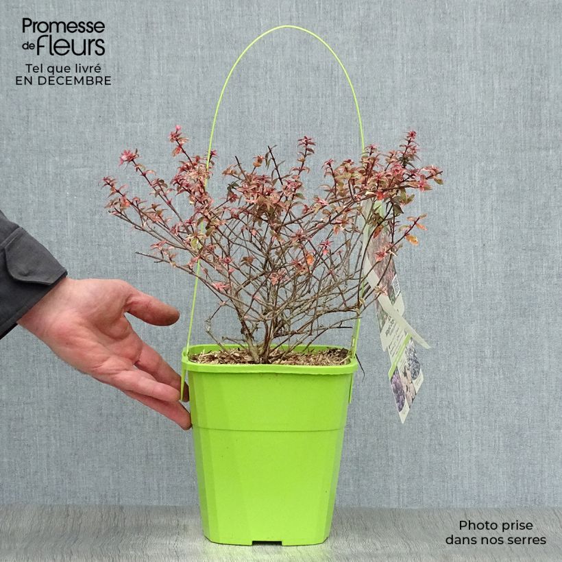 Example of Abelia Magic Daydream - Glanzende abelia Pot van 3 l/4 l as you get in hiver