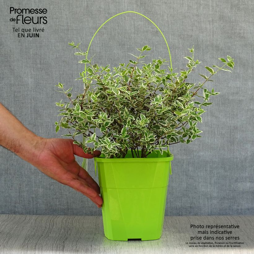 Exemplaar van Glanzende abelia Magic Daydream Pot van 3 l/4 l zoals geleverd in de zomer