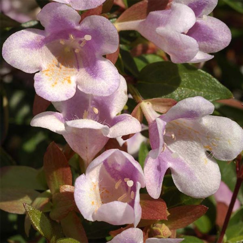 Abelia Pastel Charm - Glanzende abelia (Flowering)