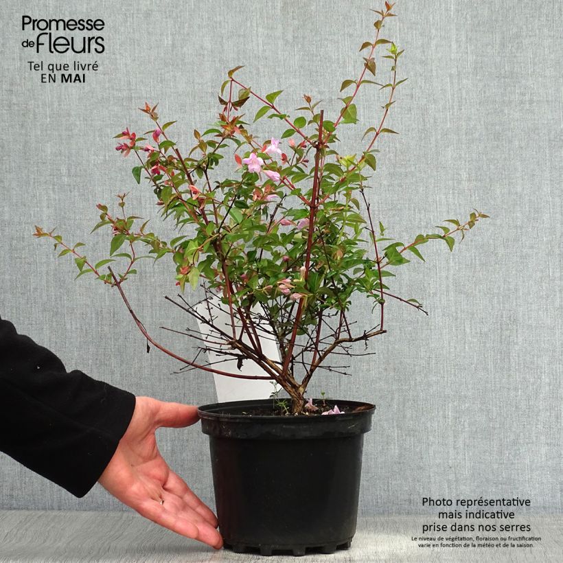 Exemplaar van Abelia Pink Pong Pot van 3 l/4 l zoals geleverd in de lente
