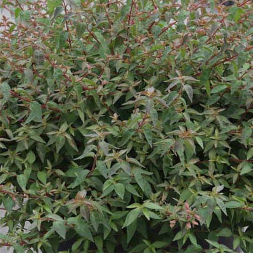 Abelia Pinky Bells (Foliage)