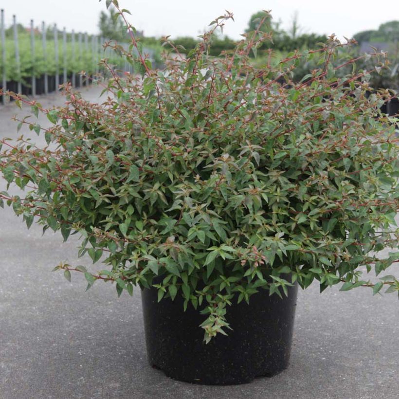 Abelia Pinky Bells (Plant habit)