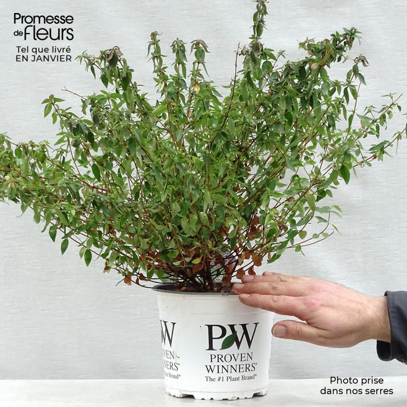 Example of Abelia Pinky Bells Pot van 2 l/3 l as you get in hiver